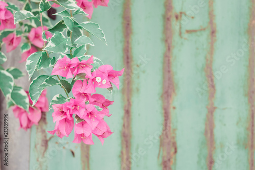 Pastel pink flower with green old rusty corrugated metal wall texture in vintage tone with copy space.