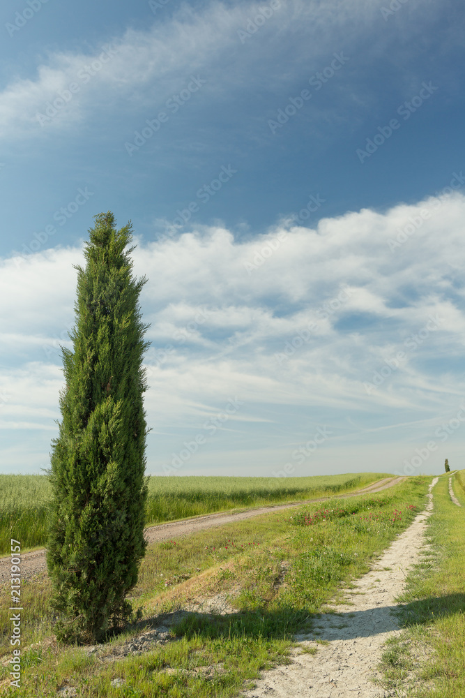 Cypress in Tuscany Cypress in Tuscany