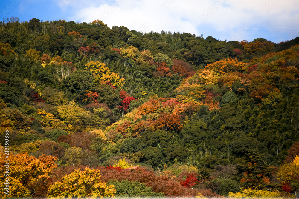 Colorful leaves autumn tourism travel season landscape scenery in Osaka and Kyoto Japan Asia
