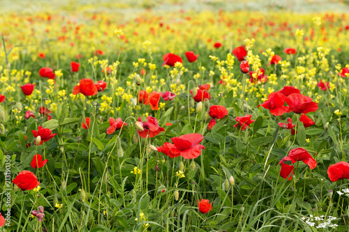 Poppy field red and yellow