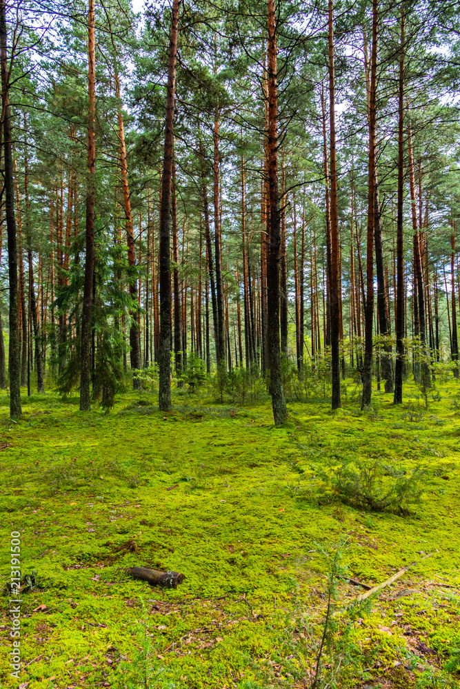 Fototapeta premium a green glade in a high pine forest against the blue sky. place of rest, picnic and travel