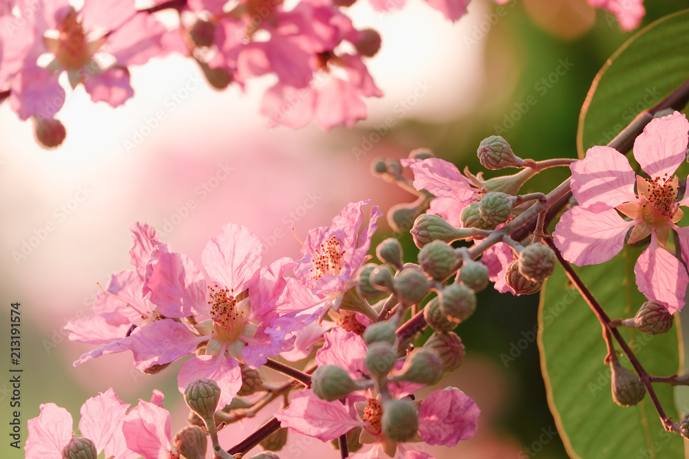 Fototapeta premium Blurred pastel pink flower field in sun light. soft focus background.vintage tone.
