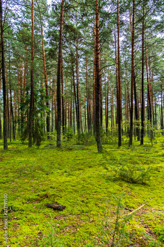 a green glade in a high pine forest against the blue sky. place of rest  picnic and travel