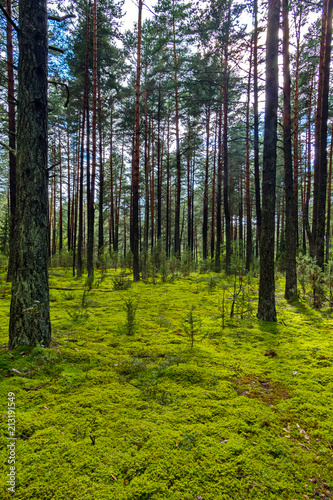 Green forest glade with small coniferous seedlings and high massive pines