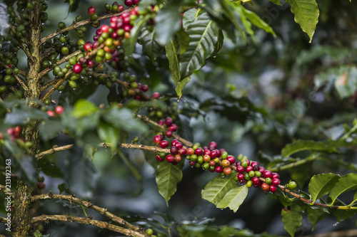 Red arabica coffee beans on the coffee tree on bolaven plateau loas.