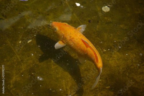The golden carp kio adorns a pond gracefully burning under clear water photo