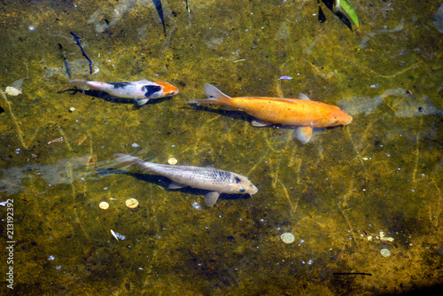 Wonderful orange and white-gray fish swim in a shallow pond on the zoo's teritory...