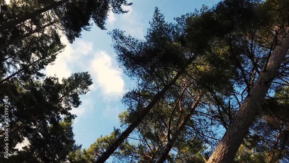 Trees gently blowing in the wind Trees gently blowing in the wind