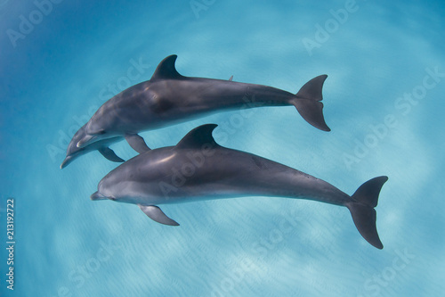 Dolphins playing around in clear blue water © VisionDive