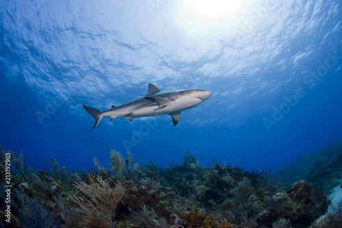 Caribbean reef shark bottom view swimming along the reef in clear blue water with the sun in the background