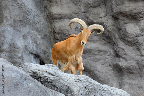 Barbary sheep on mountain