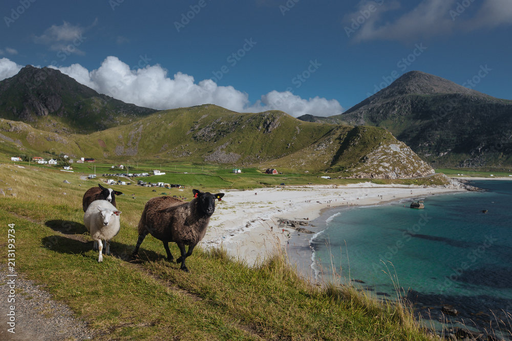 Sheeps with view from hill to the blue see with view to mountains in the Norway at summer time