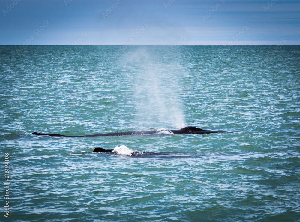 Naklejka premium Humpback whales in Iceland