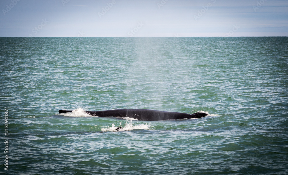 Obraz premium Humpback whales in Iceland
