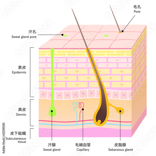 やさしい色合いの、立体的な肌の断面図。毛孔と汗腺まわり