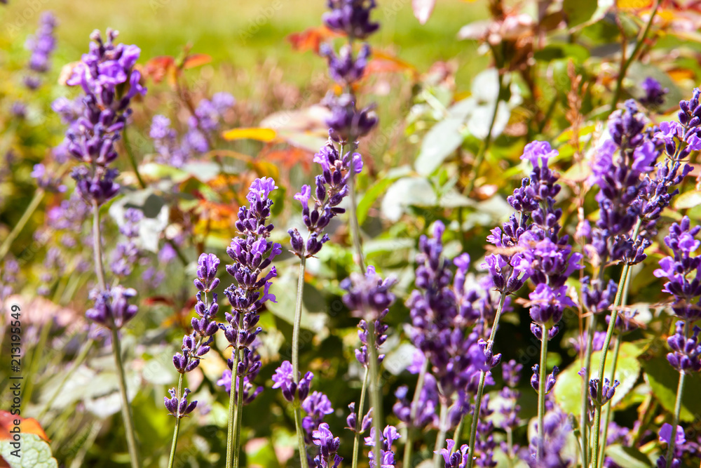 Soft focus flowers. Lavender fields with warm and soft sunlight. Soft focus flowers. Lavender fields with warm and soft sunlight.