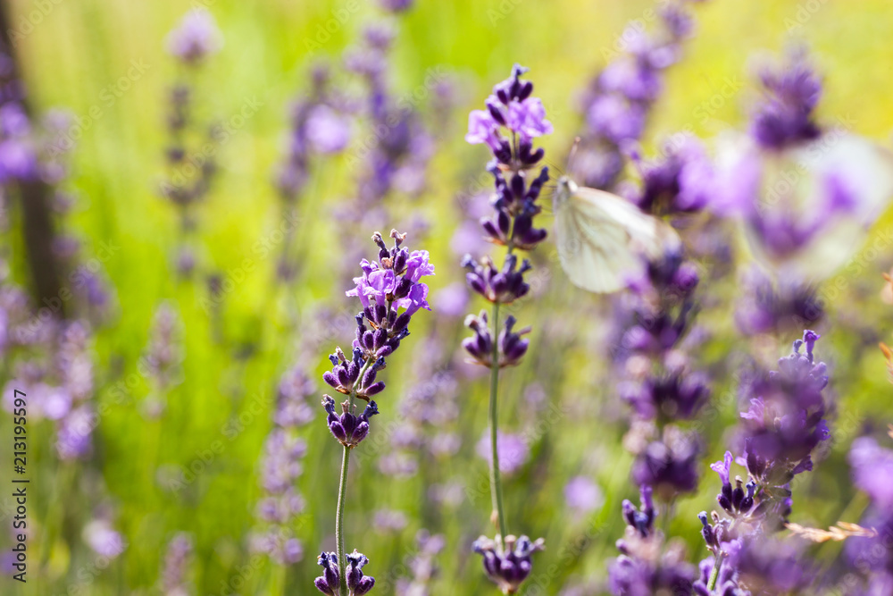 Soft focus flowers. Lavender fields with warm and soft sunlight.