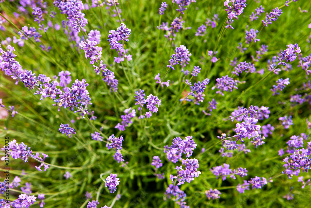 Obraz premium Soft focus flowers. Lavender fields with warm and soft sunlight.