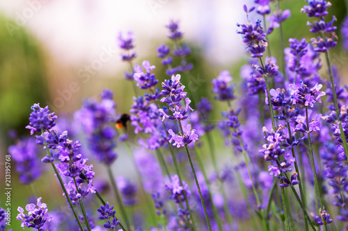 Soft focus flowers. Lavender fields with warm and soft sunlight.