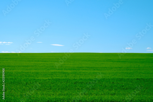 Green agricultural field with grass. Summer landscape with blue sky.