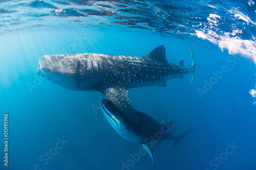 Whale sharks swimming close to the surface filtering the water for food