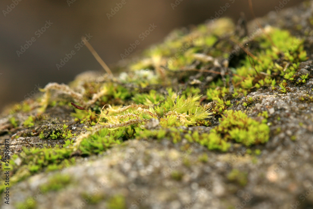 Fototapeta premium Sandstone covered with moss in the garden. Shady and damp alley. Macro photography.