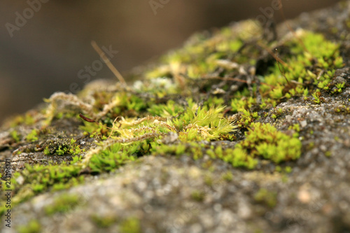 Sandstone covered with moss in the garden. Shady and damp alley. Macro photography.