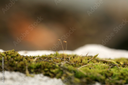 Sandstone covered with moss in the garden. Shady and damp alley. Macro photography. © fotokate