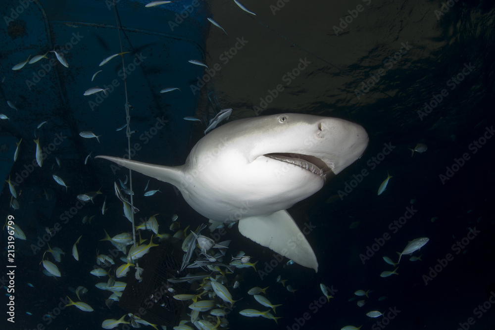 Lemon Shark in the dark showing sharp teeth rows Stock Photo | Adobe Stock