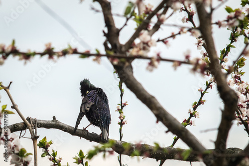 A bird starling on a flowering tree cleans feathers