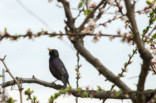 A bird starling on a flowering tree sings