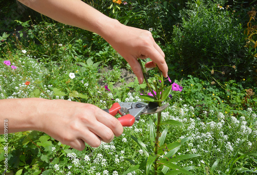 Fototapeta Naklejka Na Ścianę i Meble -  How to deadhead lilies to keep the flowers coming. Gardener deadhead lilies.