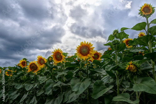 field of sunflowers and cloudy sky