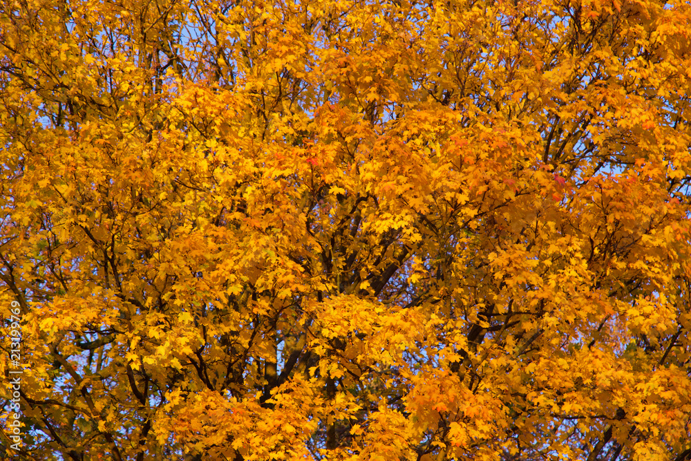 Yellow and red autumn leaves on the tree Yellow and red autumn leaves on the tree
