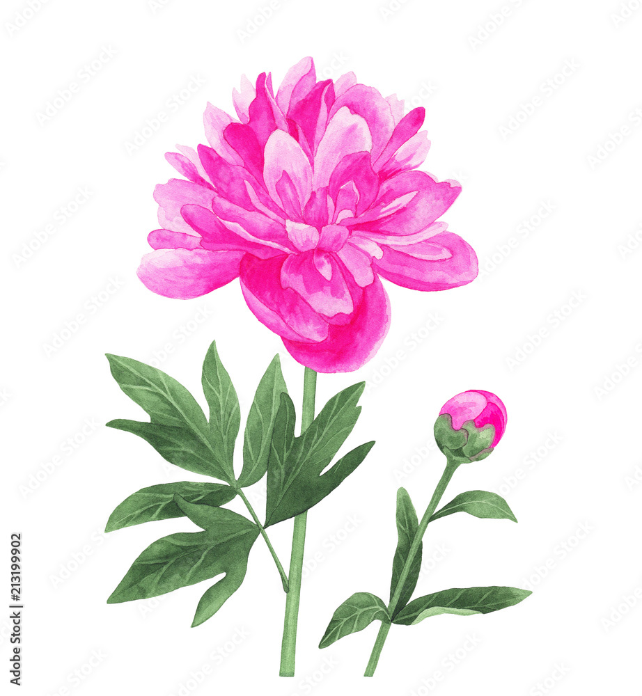Pink peony flower and bud. Watercolor hand drawn illustration