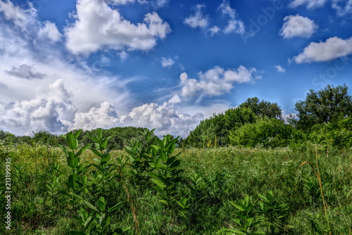 wild flowers and blue sky