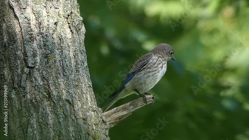 eastern bluebird female