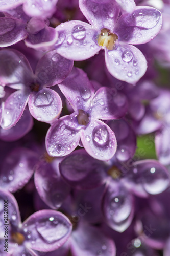 Dew drops on the flowers of lilac