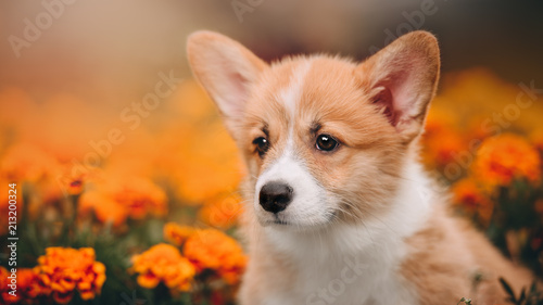 Obraz na płótnie Funny Welsh Corgi Cardigan Puppy at forest w salonie
