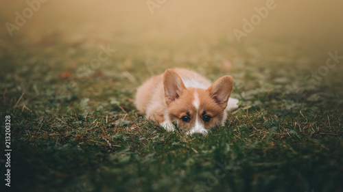 Funny Welsh Corgi Cardigan Puppy at forest