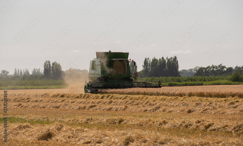 Fototapeta premium Mähdrescher erntet Getreide auf einem Weizenfeld