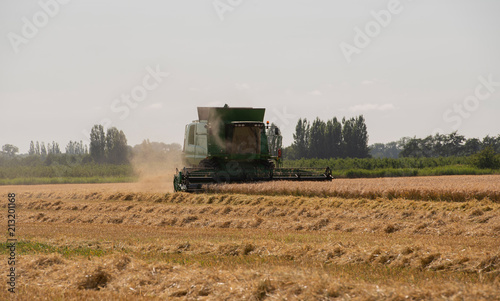 Mähdrescher erntet Getreide auf einem Weizenfeld
