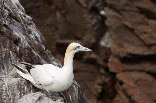 Northeern gannet (Morus bassanus) on rock © lisalouise