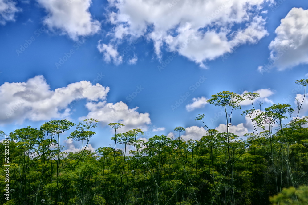 Obraz premium wild flowers and blue sky