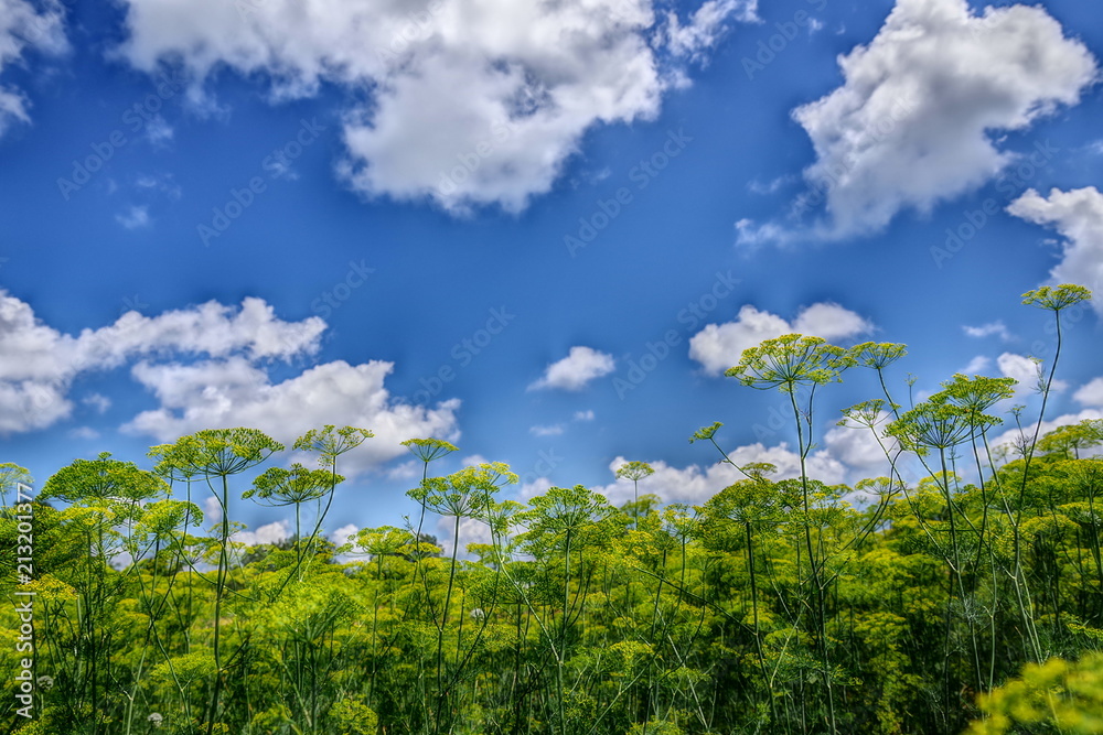 yellow wildflowers on field and blue sky yellow wildflowers on field and blue sky