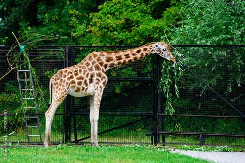 tall giraffe eats leaves from a tree