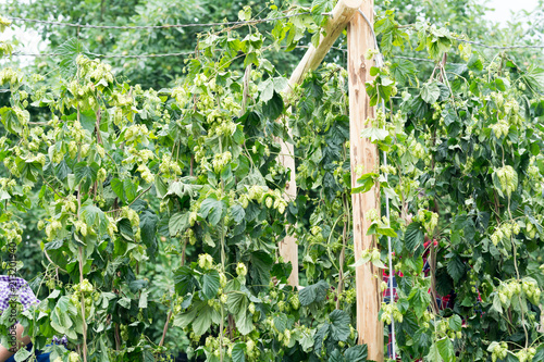 Hopfen in Bayern - Ernte Bier photo