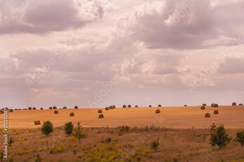 Round straw stacks in the harvested field. expanse of fields. Harvest. 