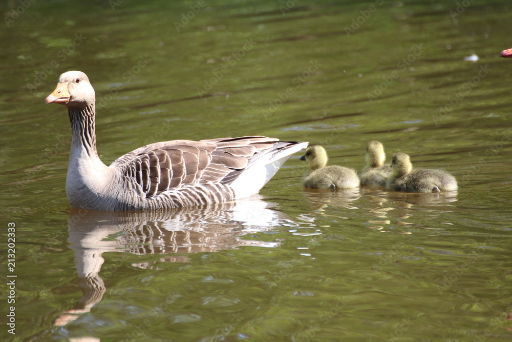 Fototapeta premium bird