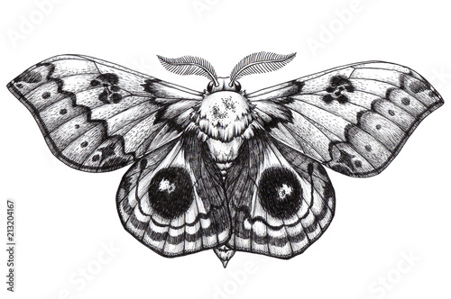 Beautiful Butterfly tattoo. Antherina suraka. Madagascar bullseye. Dotwork tattoo. Traditional black dot style ink. photo